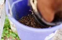 Picture of Appaloosa eating out of a bucket