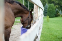 Picture of Appaloosa feeding near fence