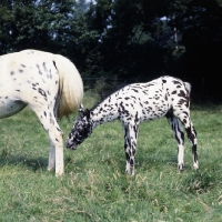 Picture of Appaloosa foal, humbug