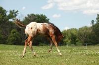 Picture of Appaloosa foal in field