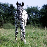 Picture of Appaloosa foal looking at camera