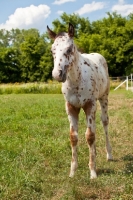 Picture of Appaloosa foal standing on grass