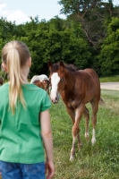 Picture of Appaloosa foal walking towards girl