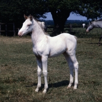 Picture of Appaloosa foal