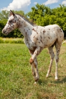 Picture of Appaloosa foal