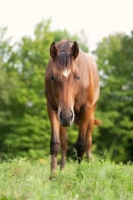 Picture of Appaloosa front view