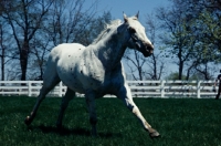 Picture of Appaloosa full body 