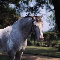 Picture of Appaloosa head and shoulders