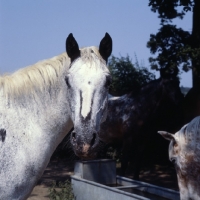 Picture of Appaloosa head 