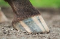 Picture of Appaloosa hoof 