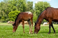 Picture of Appaloosa horse and foal grazing