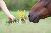 Picture of Appaloosa horse smelling flowers