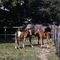 Picture of Appaloosa horse with two foals