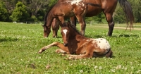 Picture of Appaloosa horse