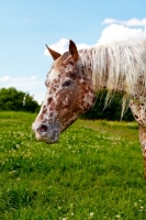 Picture of Appaloosa horse