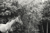 Picture of Appaloosa in black and white