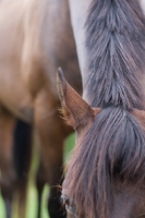 Picture of appaloosa looking down