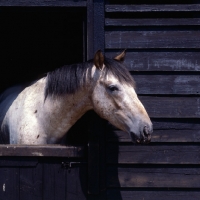 Picture of Appaloosa looking out of stable