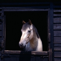 Picture of Appaloosa looking out of stable