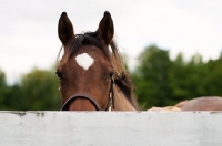 Picture of Appaloosa looking over fence