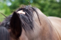 Picture of Appaloosa mane