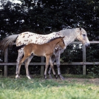 Picture of Appaloosa mare and foal