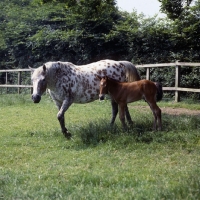 Picture of Appaloosa mare and foal
