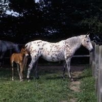 Picture of Appaloosa mare with foal