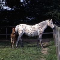 Picture of Appaloosa mare with foal