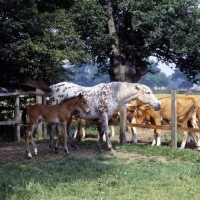 Picture of Appaloosa mare with foal