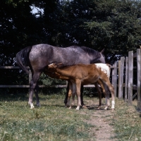 Picture of Appaloosa mare with two foals suckling