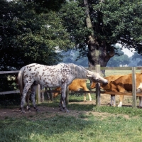 Picture of Appaloosa mare with young foal hiding behind her