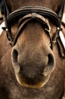 Picture of Appaloosa nose with flash nose band