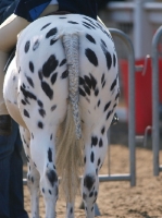 Picture of Appaloosa, plaited tail