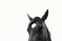 Picture of Appaloosa portrait in black and white