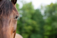 Picture of Appaloosa portrait