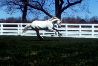 Picture of Appaloosa running in a field