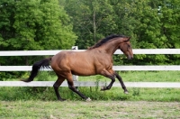 Picture of Appaloosa running