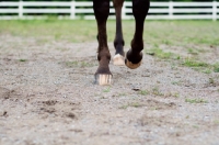 Picture of Appaloosa running