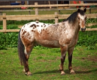 Picture of Appaloosa side view