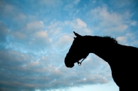 Picture of Appaloosa silhouette