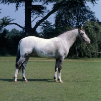 Picture of Appaloosa stallion