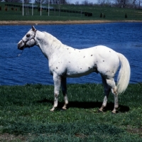 Picture of appaloosa stallion
