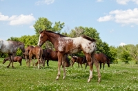 Picture of Appaloosa standing in field