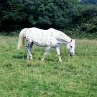 Picture of appaloosa walking 