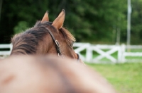 Picture of Appaloosa