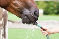 Picture of Appaoloose horse, drinking