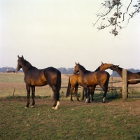 Picture of Appell, Okay, Pikant , group of Danish Warmbloods