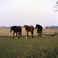 Picture of Appell, Okay, Pikant , group of Danish Warmbloods front view 