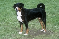 Picture of appenzeller on grass